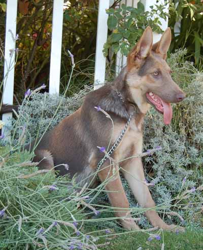 Lady Arwin sitting 3